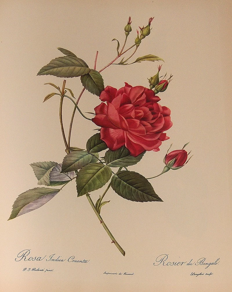 Rosa indica Cruenta